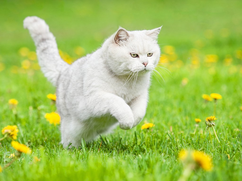 Обои цветы, трава, кошка, одуванчики, белая, британская короткошерстная, британская короткошерстная кошка, flowers, grass, cat, dandelions, white, british shorthair разрешение 2560x1600 Загрузить