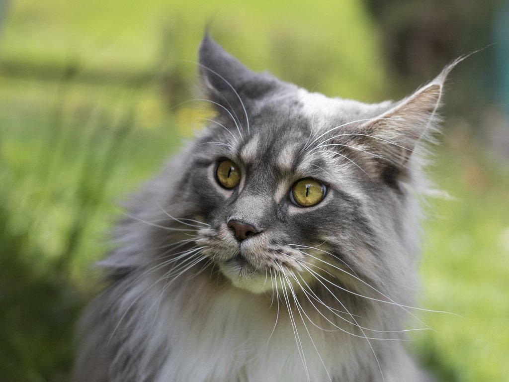 Обои глаза, фон, кот, усы, кошка, взгляд, мейн-кун, eyes, background, cat, mustache, look, maine coon разрешение 1920x1200 Загрузить