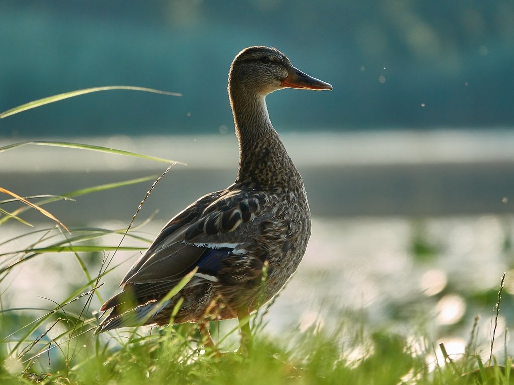 Обои трава, вода, птица, утка, grass, water, bird, duck разрешение 2736x1824 Загрузить