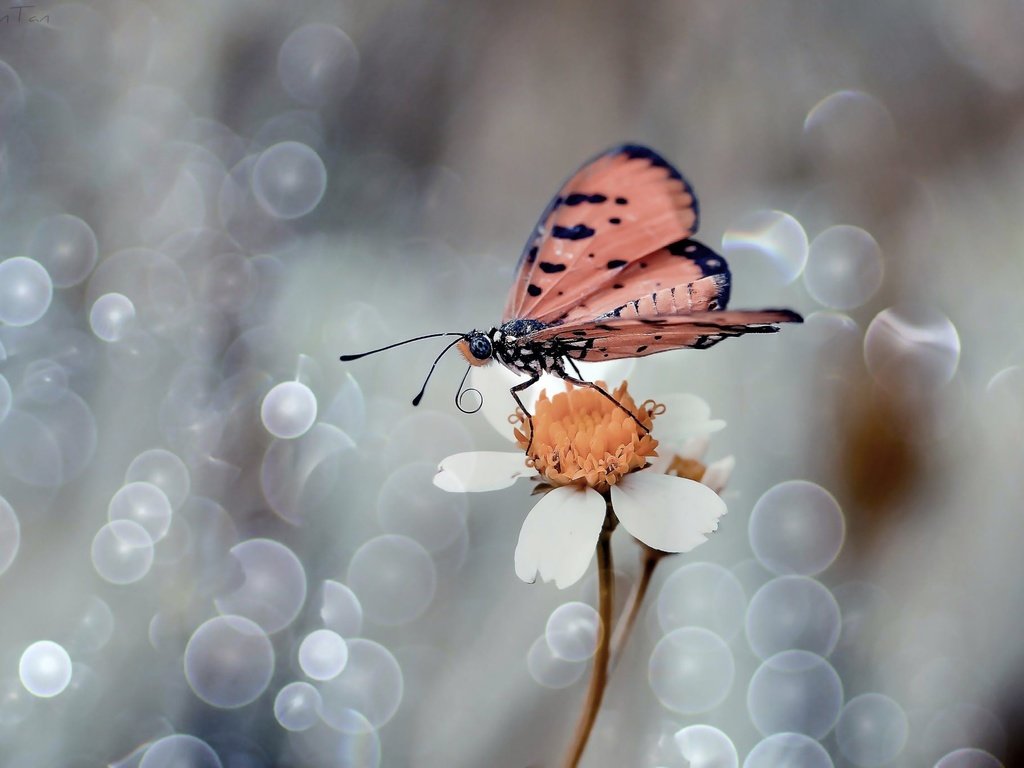 Обои макро, насекомое, цветок, лепестки, бабочка, крылья, боке, macro, insect, flower, petals, butterfly, wings, bokeh разрешение 2048x1369 Загрузить