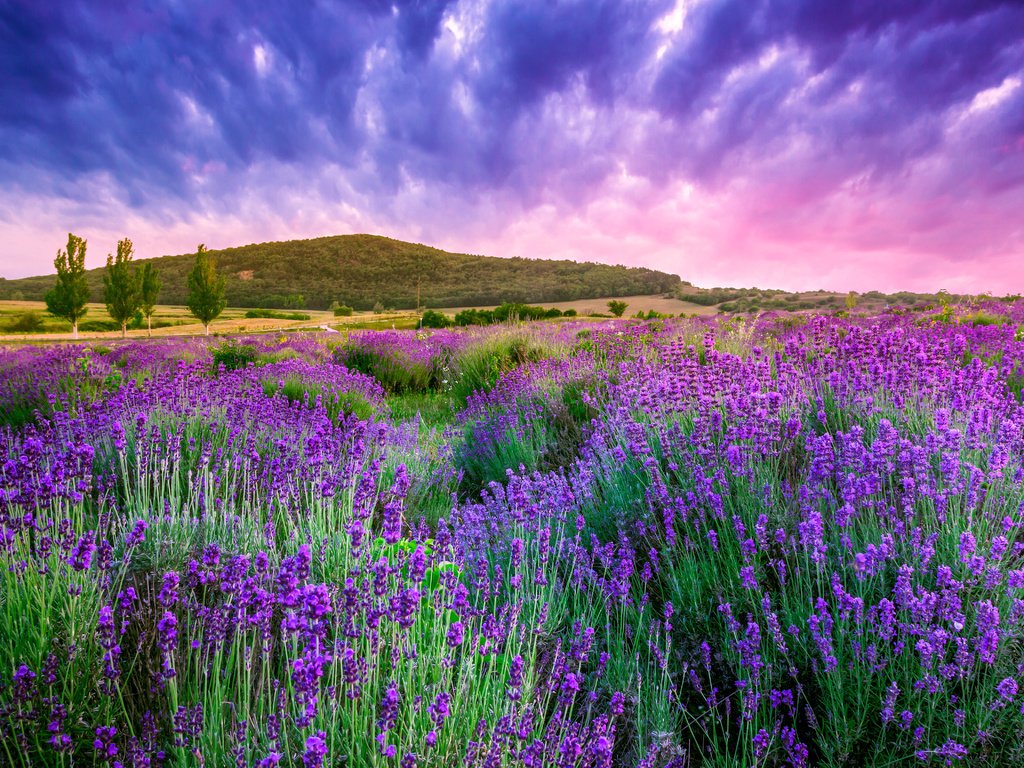 Обои небо, облака, природа, лаванда, холм,  цветы, the sky, clouds, nature, lavender, hill, flowers разрешение 4752x3168 Загрузить