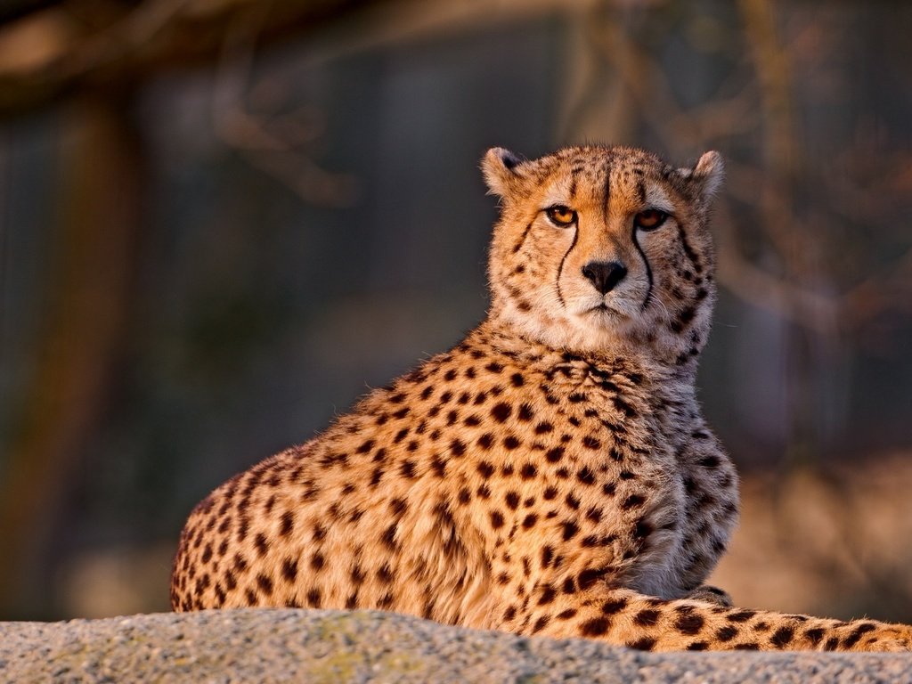Обои природа, гепард, nature, cheetah разрешение 1920x1080 Загрузить