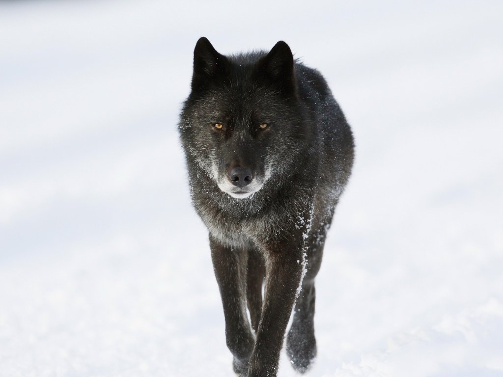 Обои морда, снег, зима, взгляд, хищник, животное, канада, волк, face, snow, winter, look, predator, animal, canada, wolf разрешение 2560x1440 Загрузить