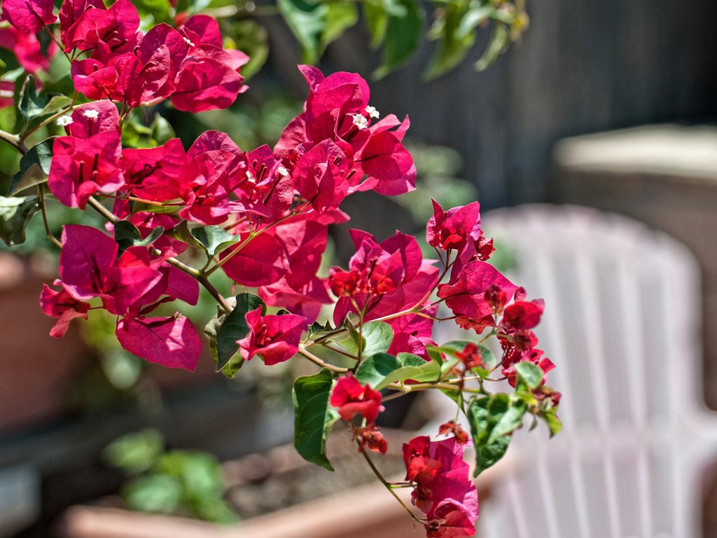 Обои цветы, ветка, листья, лепестки, бугенвиллея, flowers, branch, leaves, petals, bougainvillea разрешение 1920x1200 Загрузить