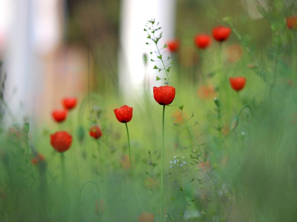 Обои цветы, трава, поле, красный, размытость, луг, мак, flowers, grass, field, red, blur, meadow, mac разрешение 2560x1600 Загрузить