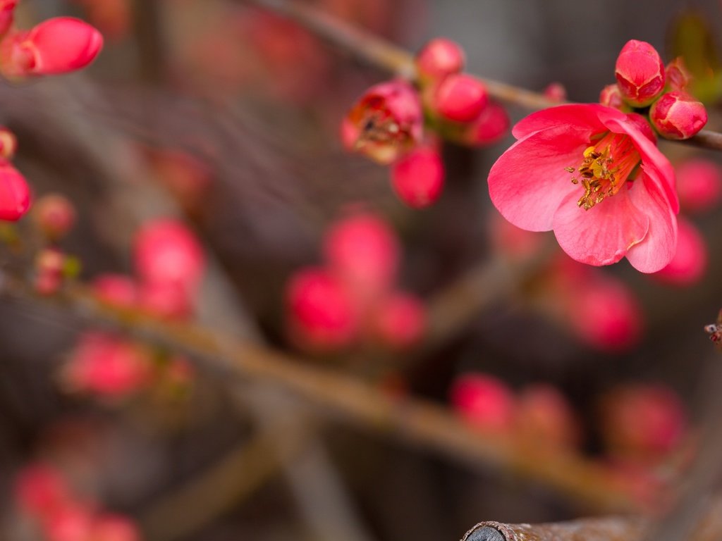 Обои цветы, цветение, ветви, размытость, розовые, flowers, flowering, branch, blur, pink разрешение 5616x3744 Загрузить