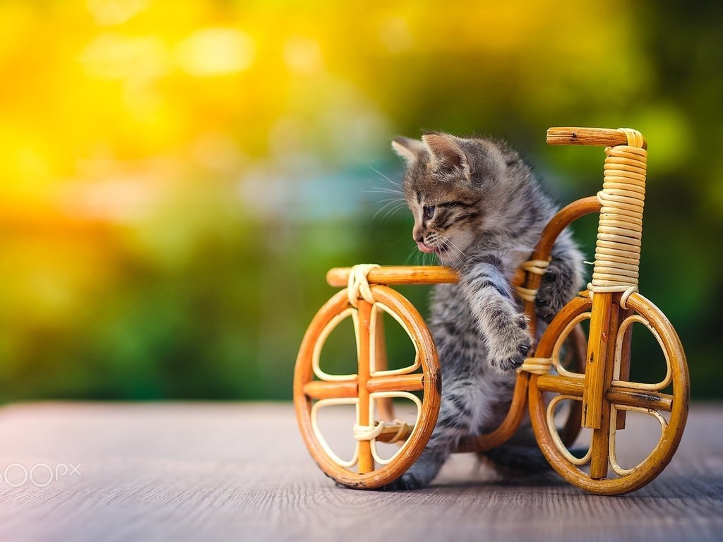 Обои котенок, игрушка, животное, велосипед, детеныш, kitty, toy, animal, bike, cub разрешение 2048x1365 Загрузить