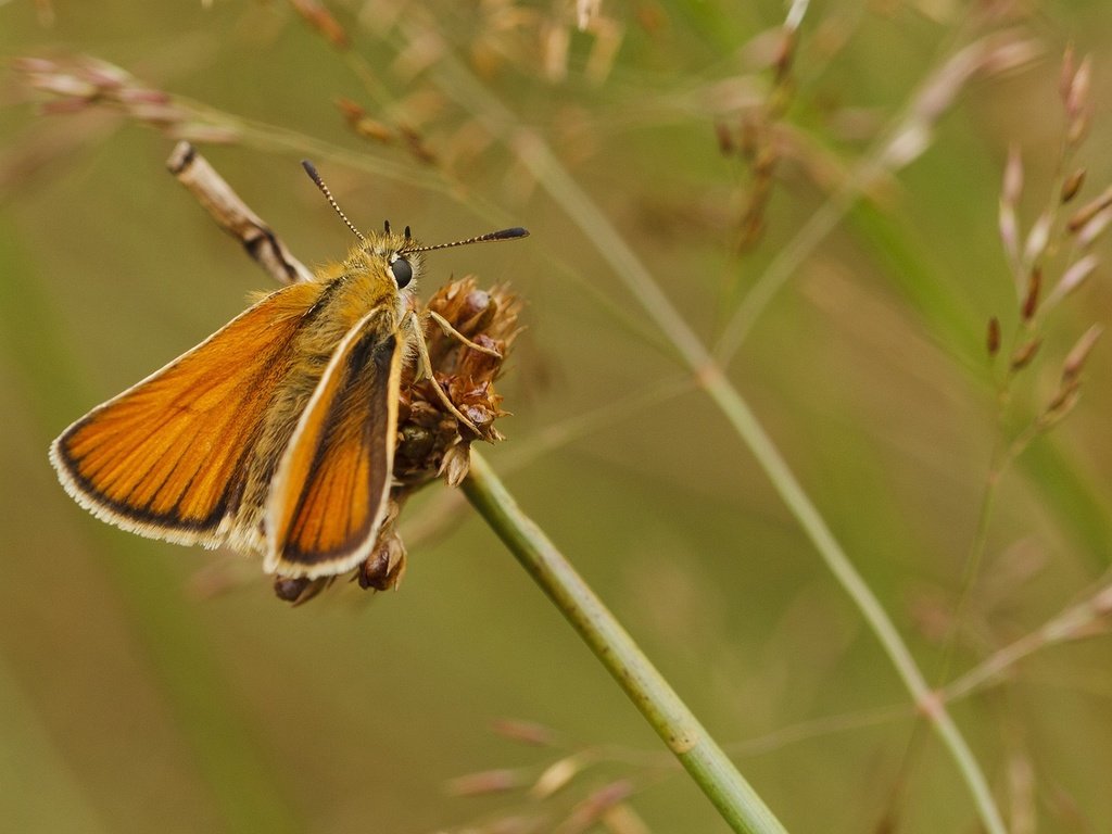 Обои макро, насекомое, бабочка, крылья, колоски, мотылек, толстоголовка, macro, insect, butterfly, wings, spikelets, moth, skipper разрешение 1920x1200 Загрузить