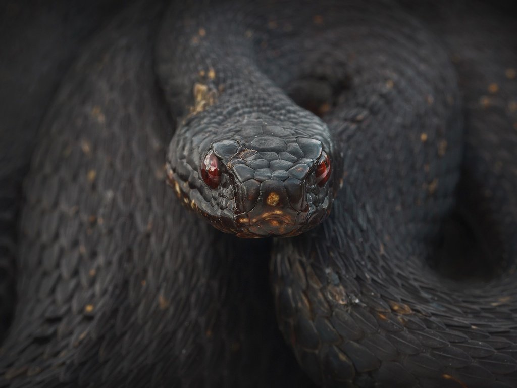 Обои глаза, взгляд, змея, рептилия, eyes, look, snake, reptile разрешение 2560x1600 Загрузить