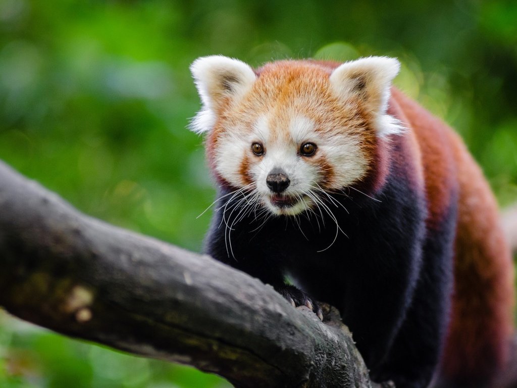 Обои дерево, мордочка, красная панда, малая панда, tree, muzzle, red panda разрешение 1920x1272 Загрузить