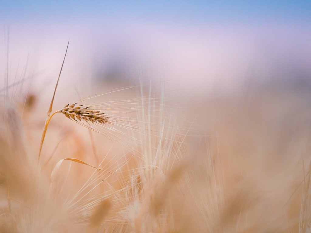 Обои небо, растения, поле, размытость, колосья, пшеница, стебли, the sky, plants, field, blur, ears, wheat, stems разрешение 2560x1600 Загрузить