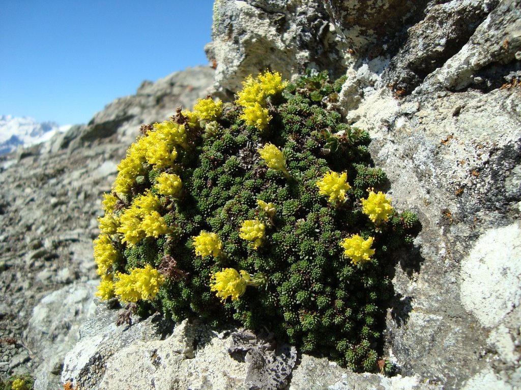 Обои цветы, горы, природа, цветение, камни, растение, желтые, flowers, mountains, nature, flowering, stones, plant, yellow разрешение 2048x1536 Загрузить