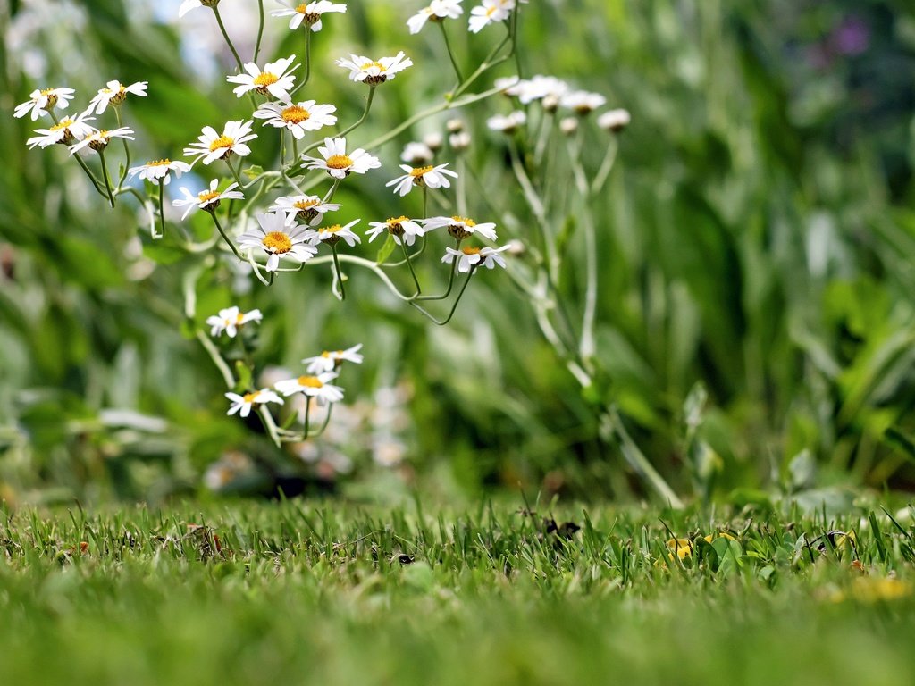 Обои цветы, трава, лепестки, ромашки, белые, полевые цветы, боке, flowers, grass, petals, chamomile, white, wildflowers, bokeh разрешение 4896x3264 Загрузить