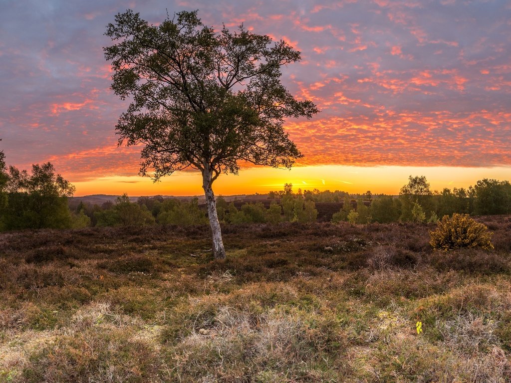 Обои небо, трава, облака, деревья, поле, рассвет, англия, rockford, the sky, grass, clouds, trees, field, dawn, england разрешение 4572x2236 Загрузить