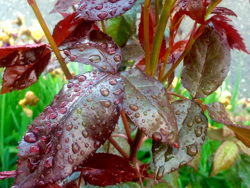 Обои листья, капли, капли воды, после дождя, leaves, drops, water drops, after the rain разрешение 2448x3264 Загрузить