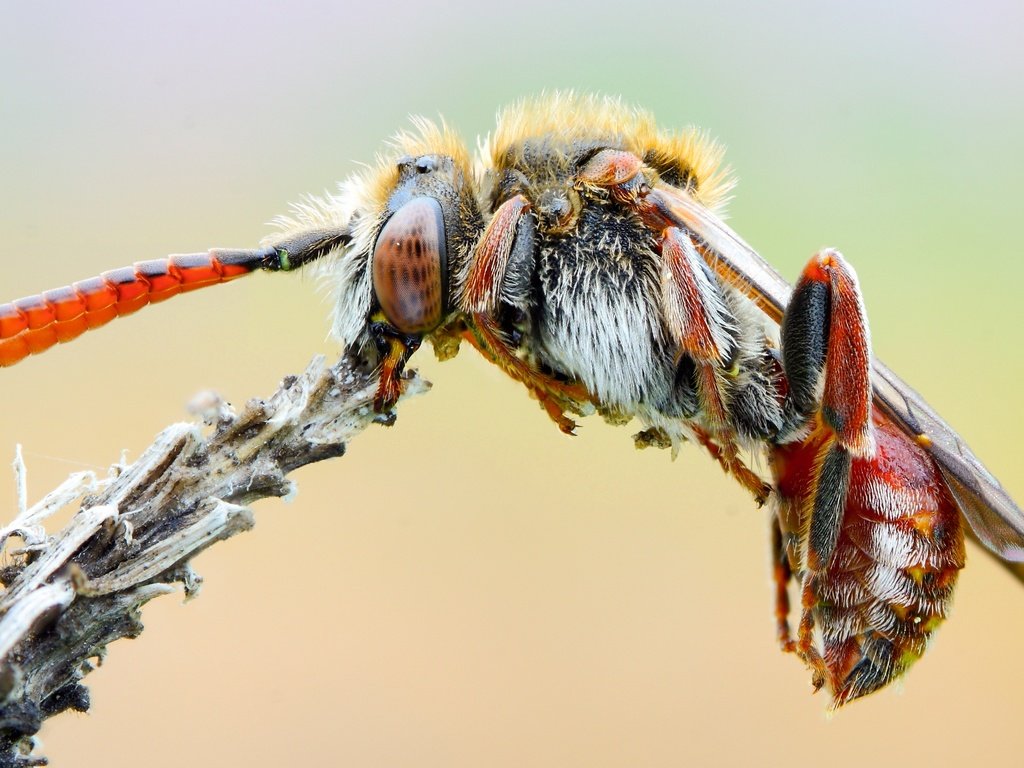 Обои природа, макро, насекомое, фон, растение, усики, пчела, оса, nature, macro, insect, background, plant, antennae, bee, osa разрешение 3587x2017 Загрузить