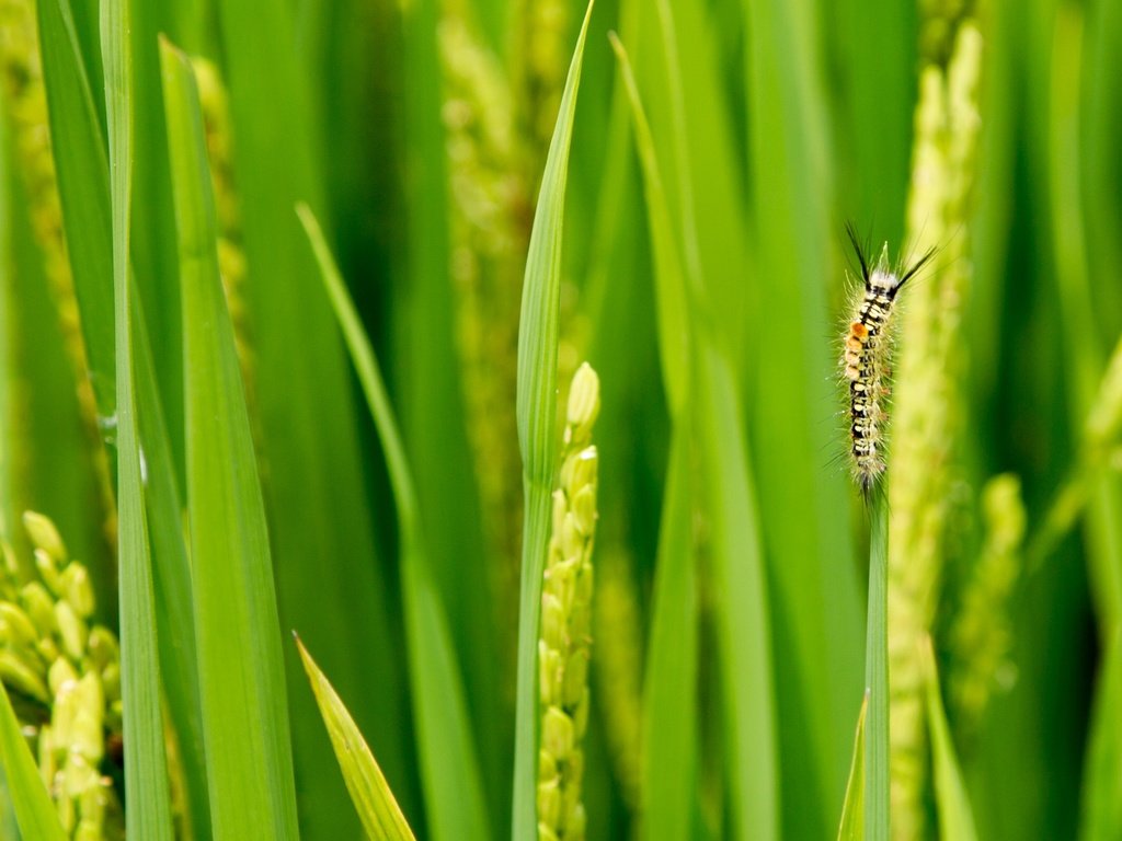 Обои трава, зелень, макро, насекомое, колоски, гусеница, травинки, grass, greens, macro, insect, spikelets, caterpillar разрешение 4782x1594 Загрузить