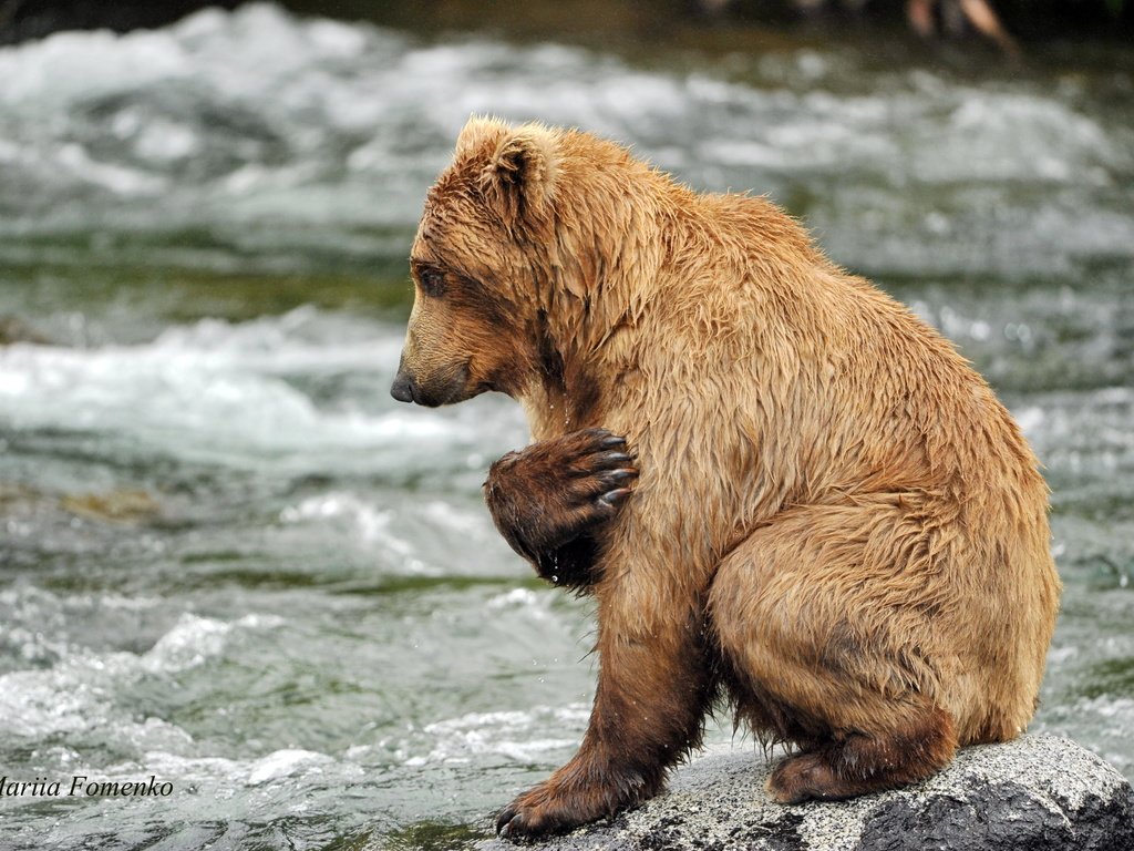 Обои вода, река, камни, медведь, хищник, животное, water, river, stones, bear, predator, animal разрешение 4256x2832 Загрузить
