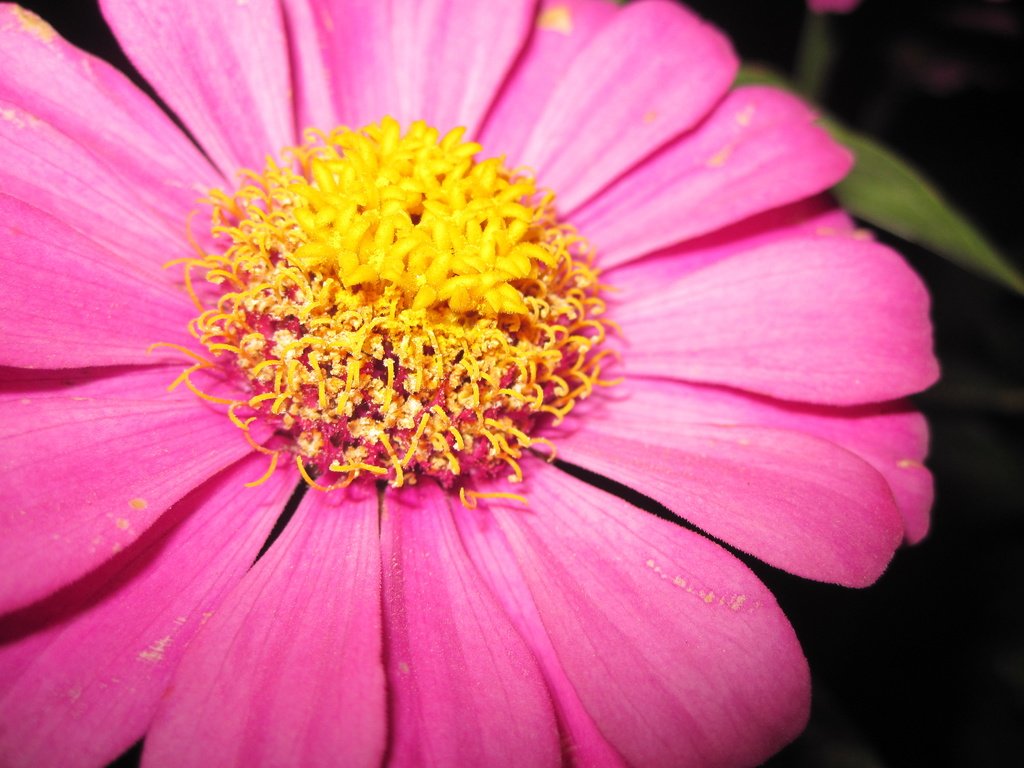 Обои макро, цветок, лепестки, пестики, цинния, macro, flower, petals, pistils, zinnia разрешение 4000x3000 Загрузить