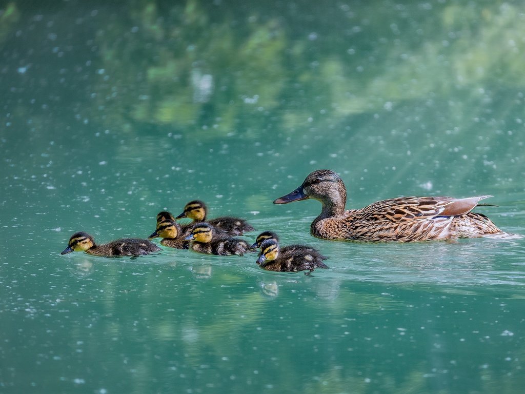 Обои вода, озеро, птицы, клюв, перья, утки, плывут, water, lake, birds, beak, feathers, duck, float разрешение 2048x1387 Загрузить