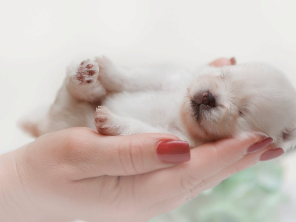 Обои собака, спит, щенок, руки, малыш, шпиц, dog, sleeping, puppy, hands, baby, spitz разрешение 2560x1681 Загрузить