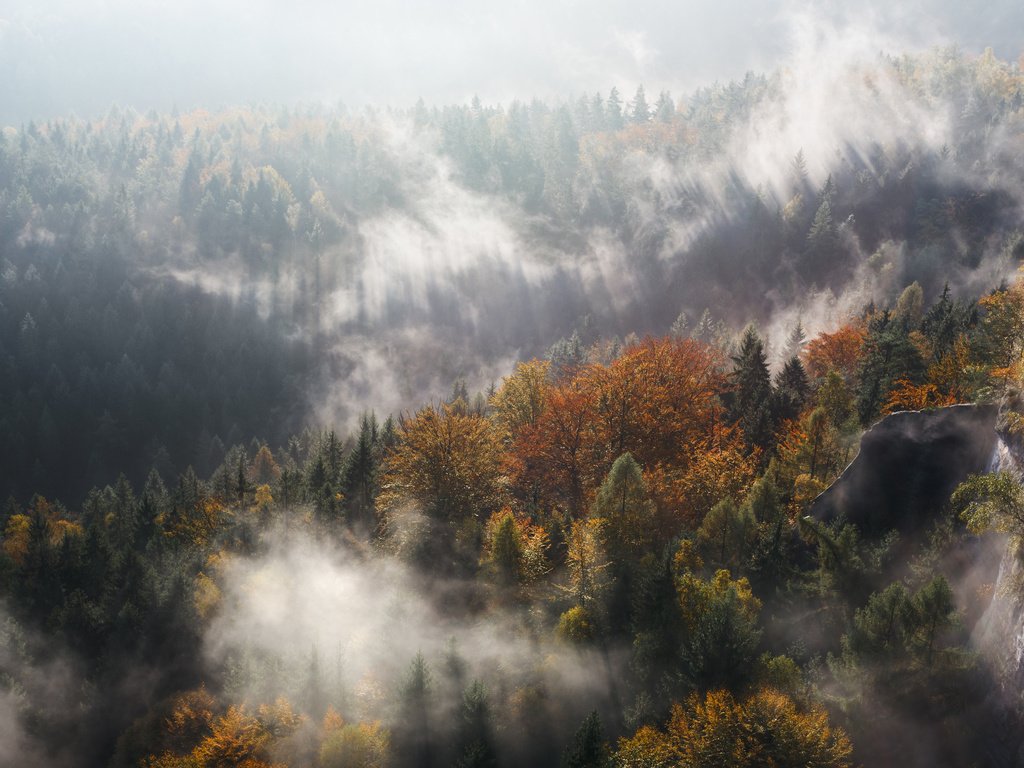 Обои деревья, горы, лес, туман, осень, ущелье, trees, mountains, forest, fog, autumn, gorge разрешение 4000x2667 Загрузить