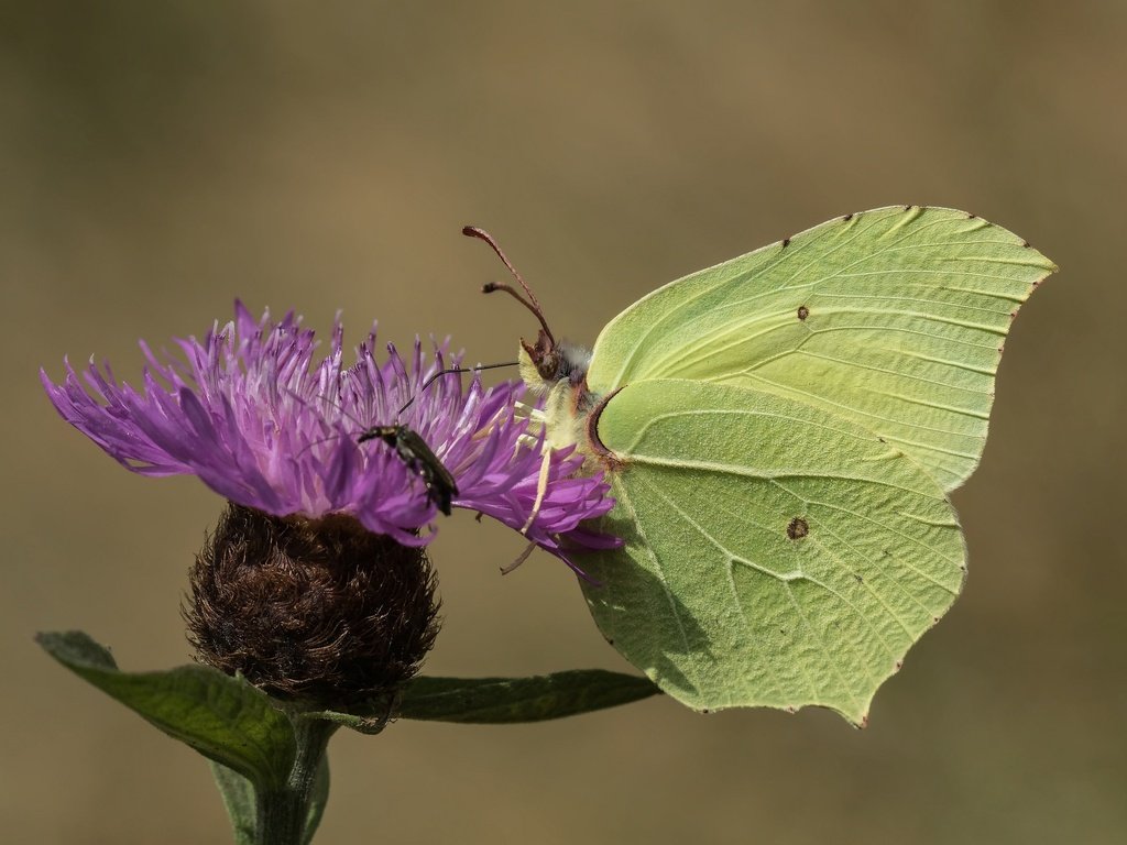 Обои насекомое, цветок, бабочка, крылья, крушинница, лимонница, insect, flower, butterfly, wings, brimstones, the limonite разрешение 2048x1365 Загрузить