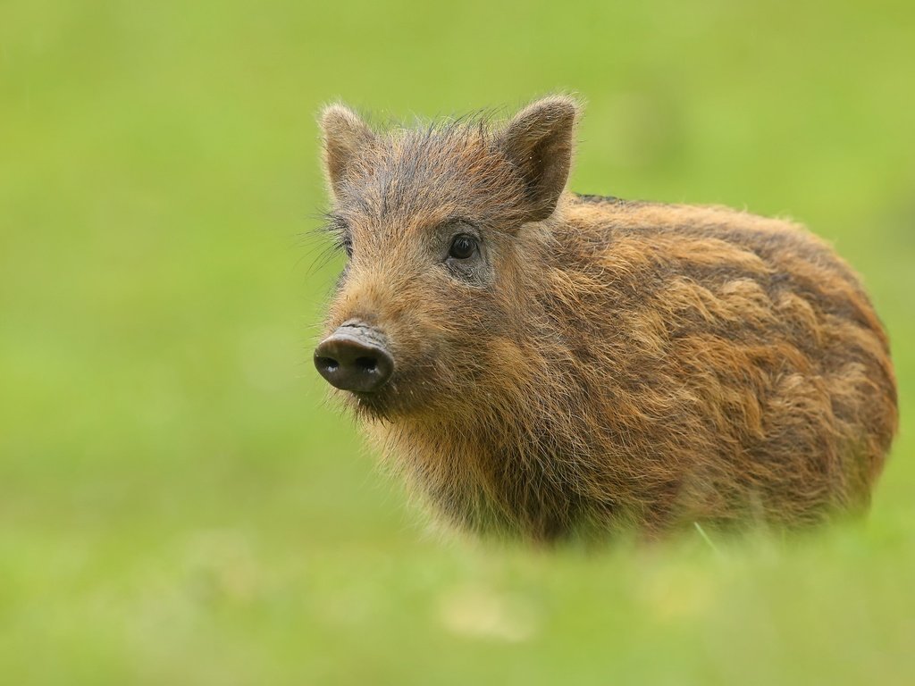 Обои фон, животное, кабан, свинка, свинья, кабанчик, пятачок, background, animal, boar, pig, hog, piglet разрешение 2048x1413 Загрузить