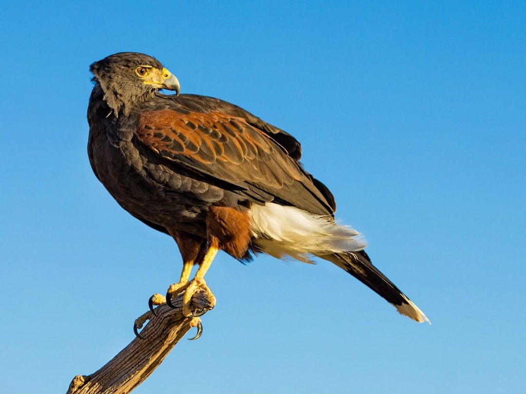 Обои небо, хищник, птица, клюв, ястреб, пустынный канюк, the sky, predator, bird, beak, hawk, desert buzzard разрешение 2048x1152 Загрузить