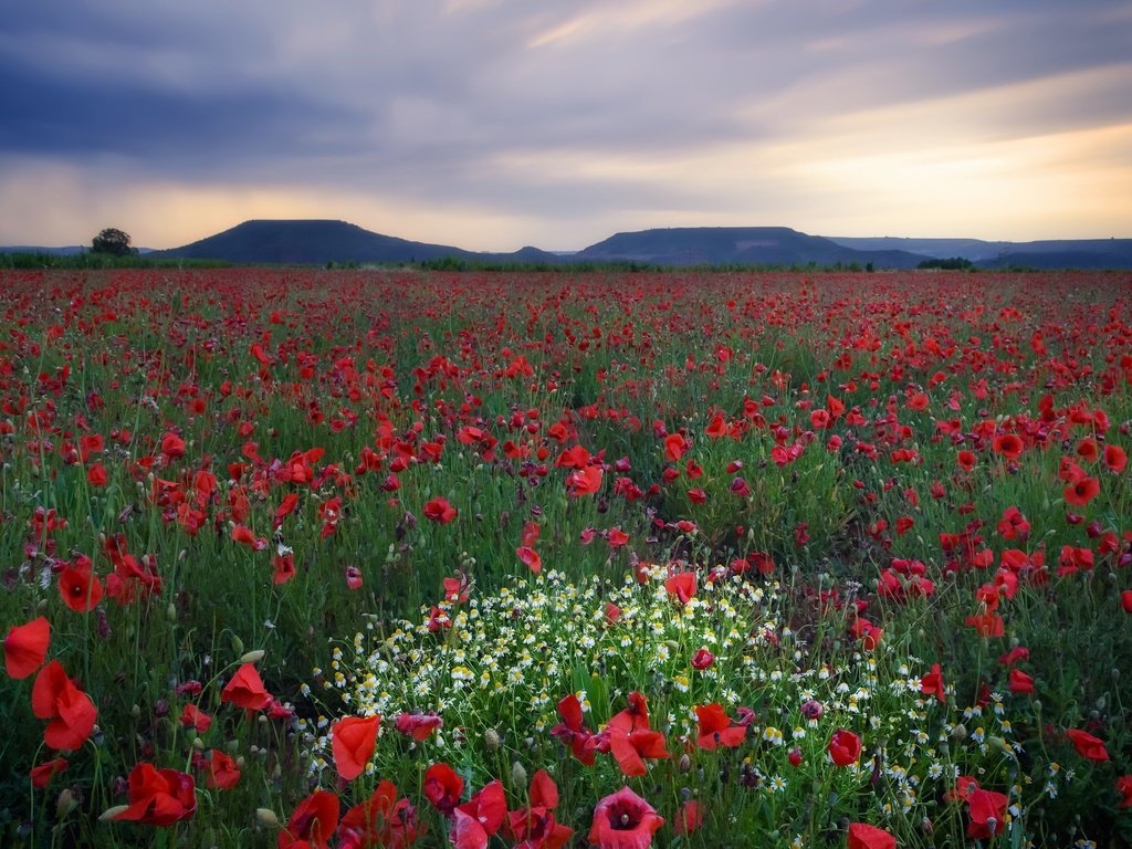 Обои небо, цветы, облака, поле, горизонт, лето, маки, the sky, flowers, clouds, field, horizon, summer, maki разрешение 2048x1263 Загрузить