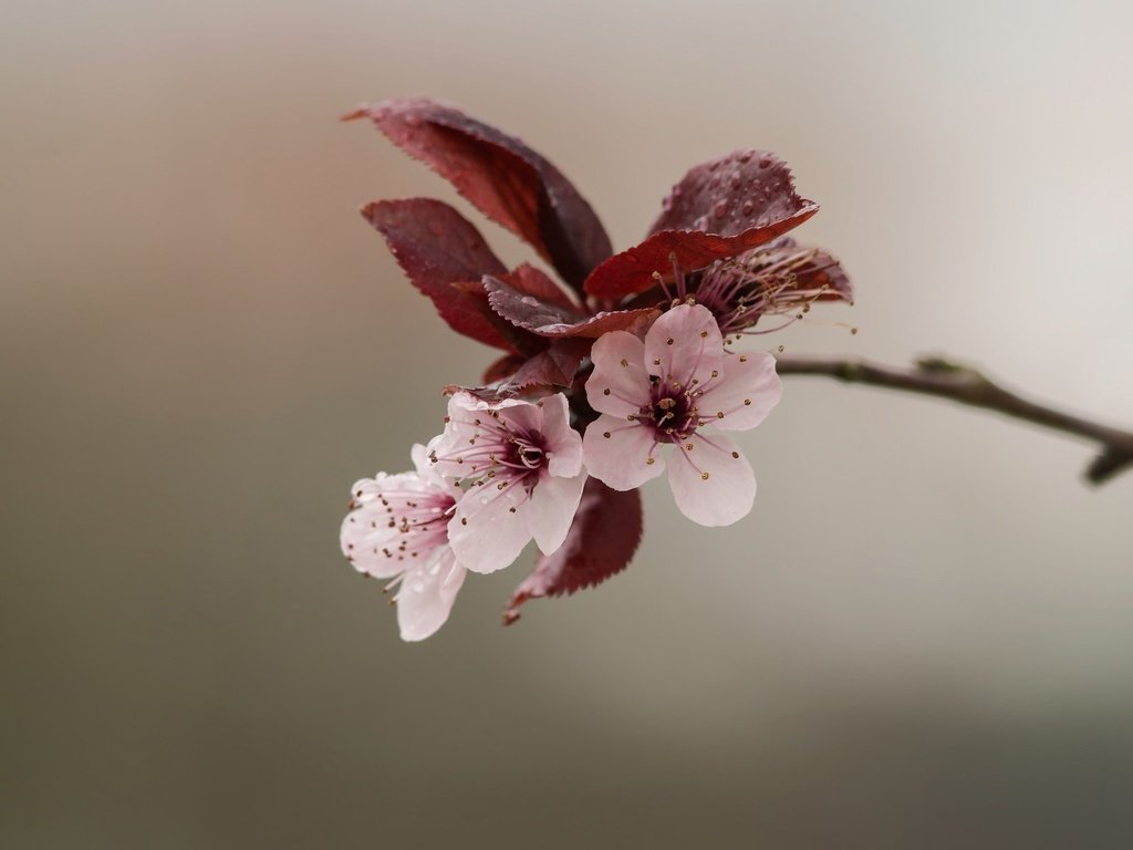 Обои природа, цветение, весна, цветки, боке, nature, flowering, spring, flowers, bokeh разрешение 2048x1365 Загрузить