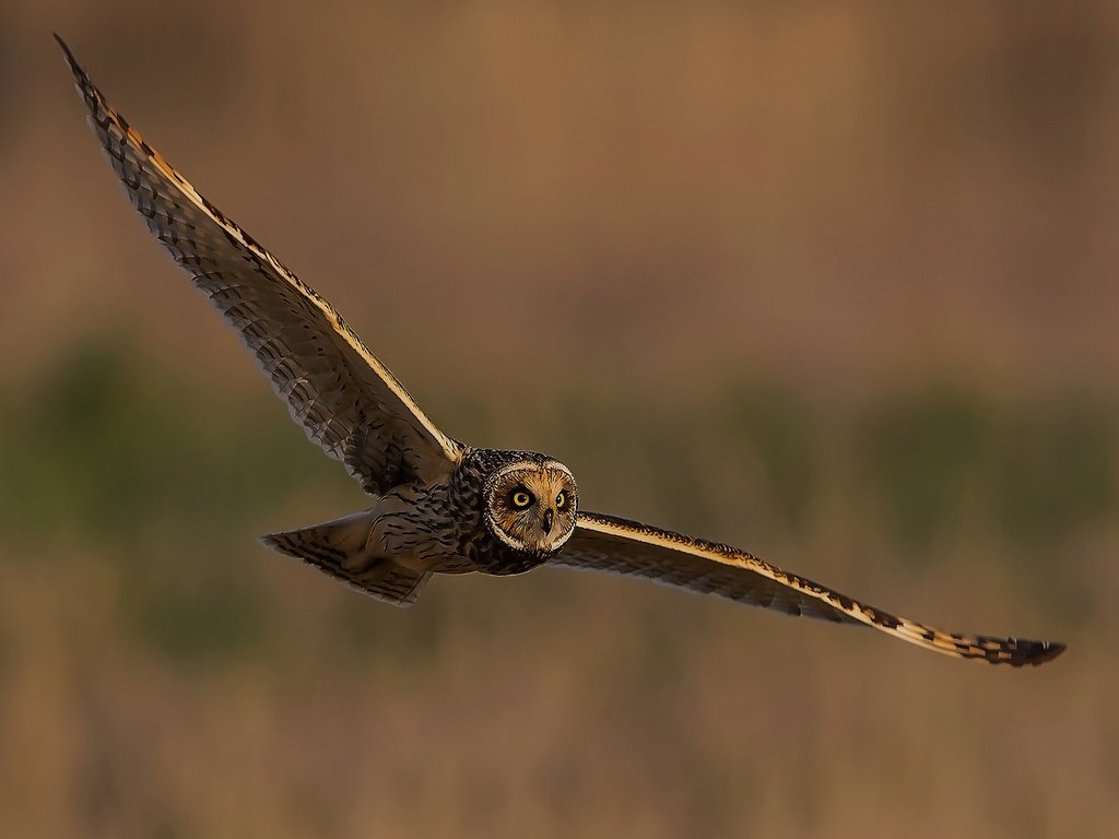 Обои сова, полет, крылья, птица, неясыть, owl, flight, wings, bird разрешение 2048x1354 Загрузить