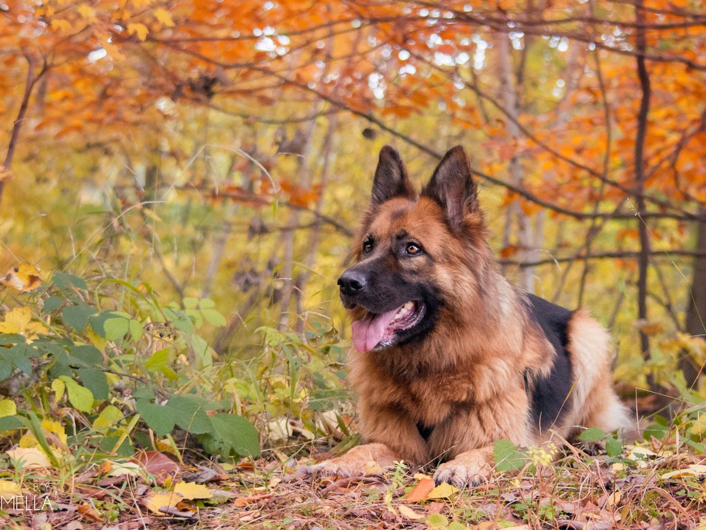 Обои осень, собака, немецкая овчарка, j.wiselka, autumn, dog, german shepherd разрешение 3840x2400 Загрузить