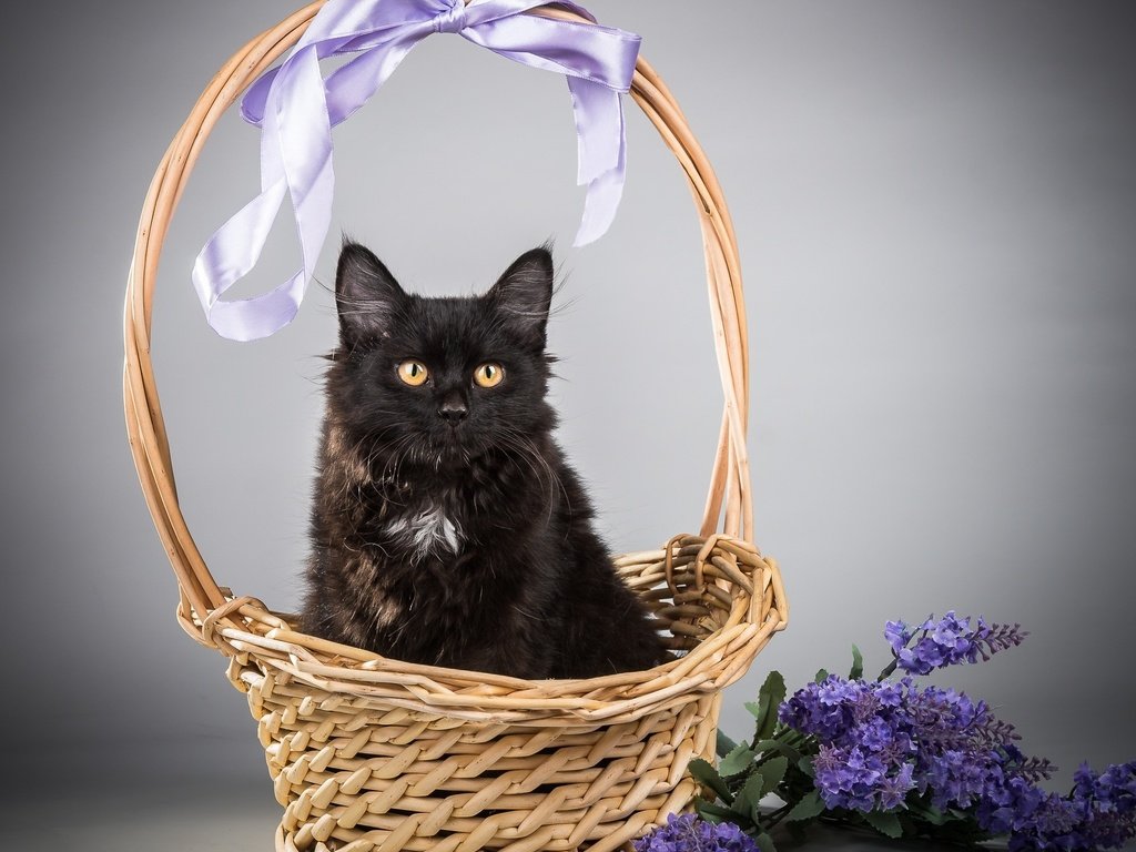 Обои цветы, кот, кошка, черный, корзина, flowers, cat, black, basket разрешение 2000x1632 Загрузить