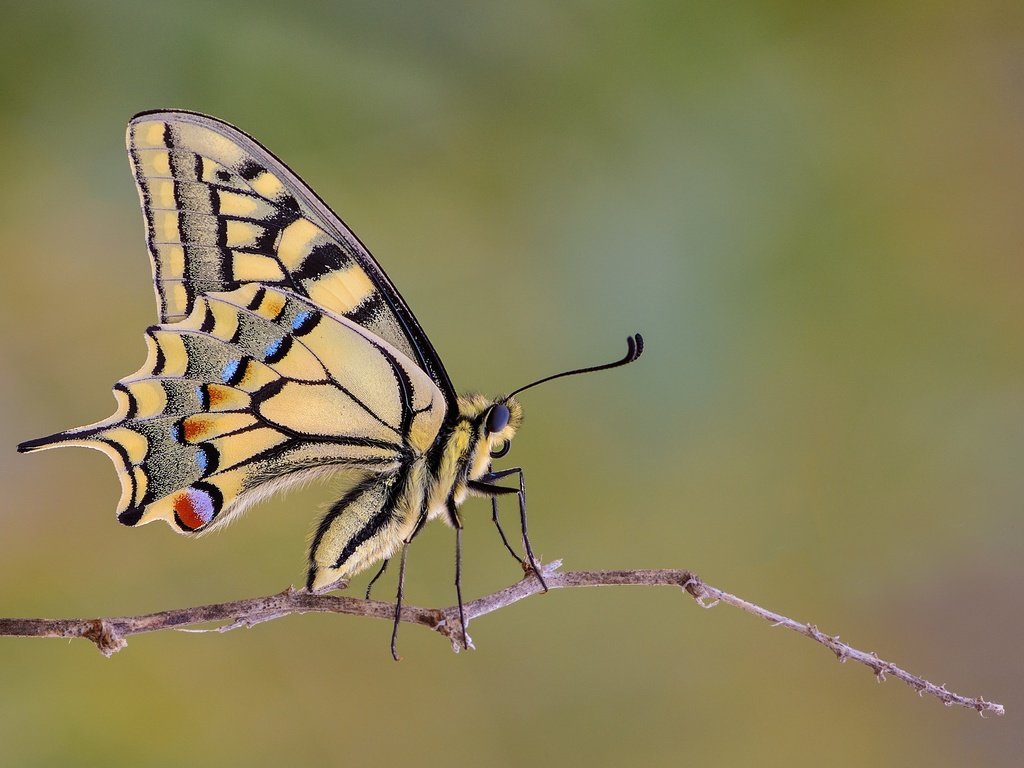 Обои макро, насекомое, бабочка, крылья, веточка, махаон, macro, insect, butterfly, wings, sprig, swallowtail разрешение 2048x1365 Загрузить