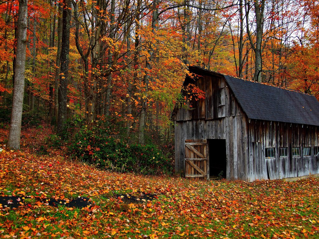 Обои деревья, природа, лес, листья, осень, домик, сарай, trees, nature, forest, leaves, autumn, house, the barn разрешение 3840x2400 Загрузить