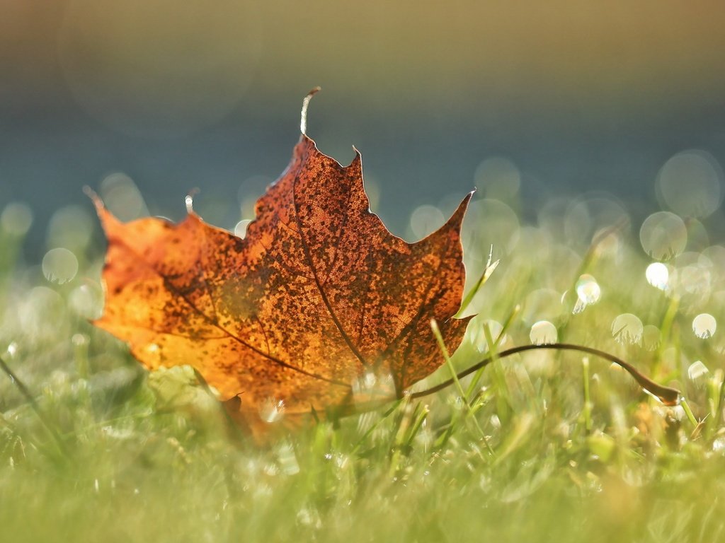 Обои трава, макро, осень, лист, grass, macro, autumn, sheet разрешение 1920x1200 Загрузить