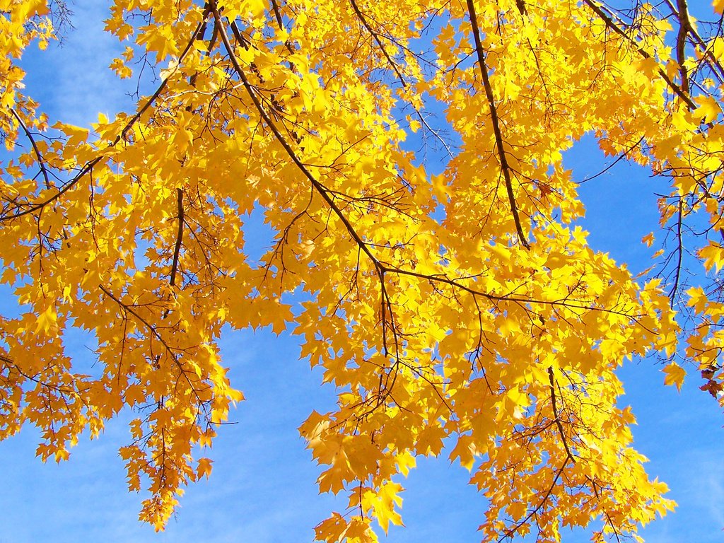 Обои небо, дерево, листья, макро, ветки, осень, the sky, tree, leaves, macro, branches, autumn разрешение 2560x1600 Загрузить