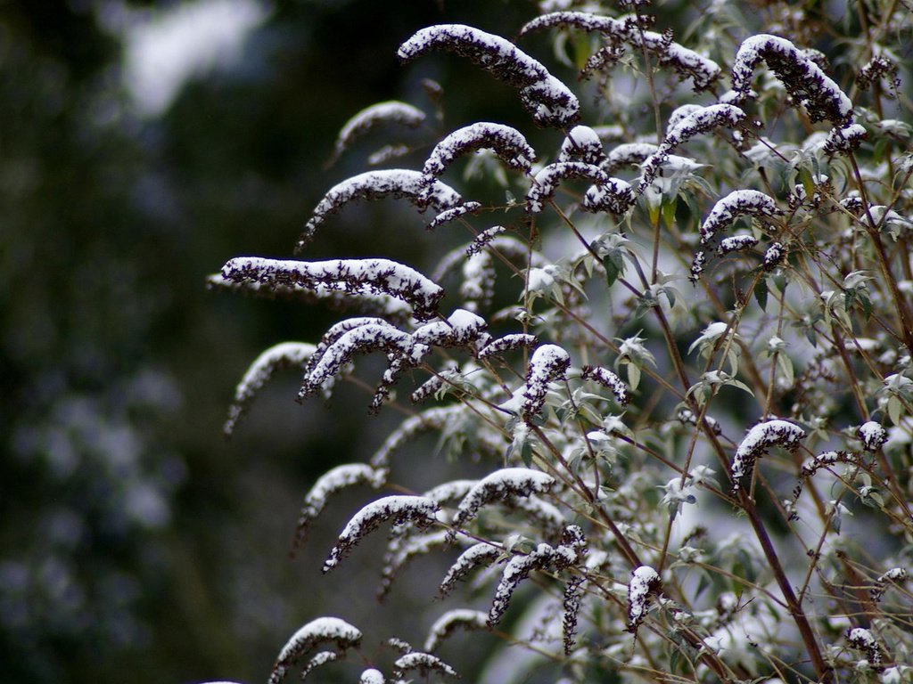 Обои снег, зима, макро, стебли, растение, snow, winter, macro, stems, plant разрешение 1920x1200 Загрузить