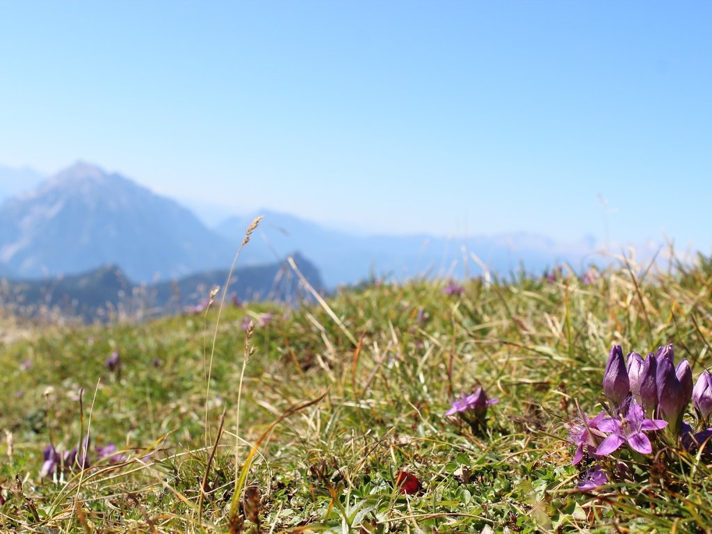 Обои небо, цветы, трава, горы, поле, the sky, flowers, grass, mountains, field разрешение 5184x3456 Загрузить