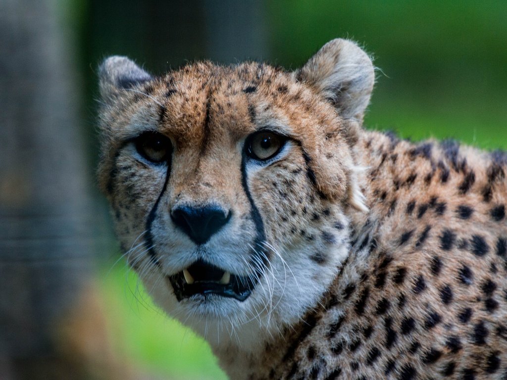 Обои морда, взгляд, хищник, гепард, face, look, predator, cheetah разрешение 4253x2835 Загрузить