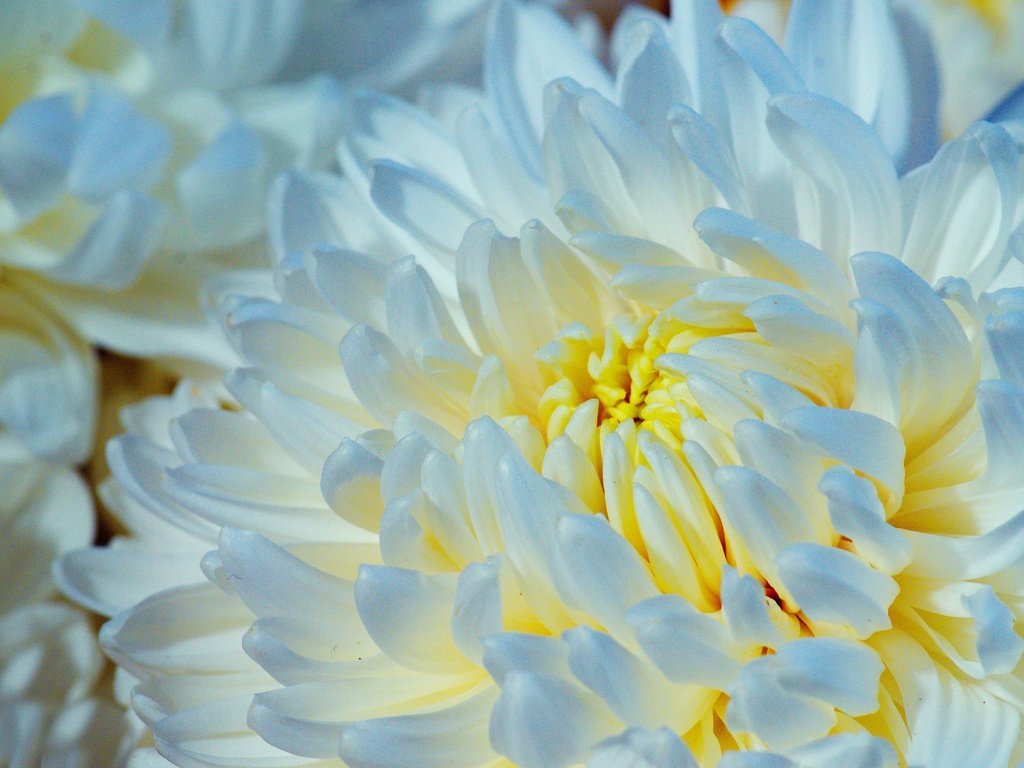 Обои макро, цветок, лепестки, хризантема, macro, flower, petals, chrysanthemum разрешение 2560x1696 Загрузить