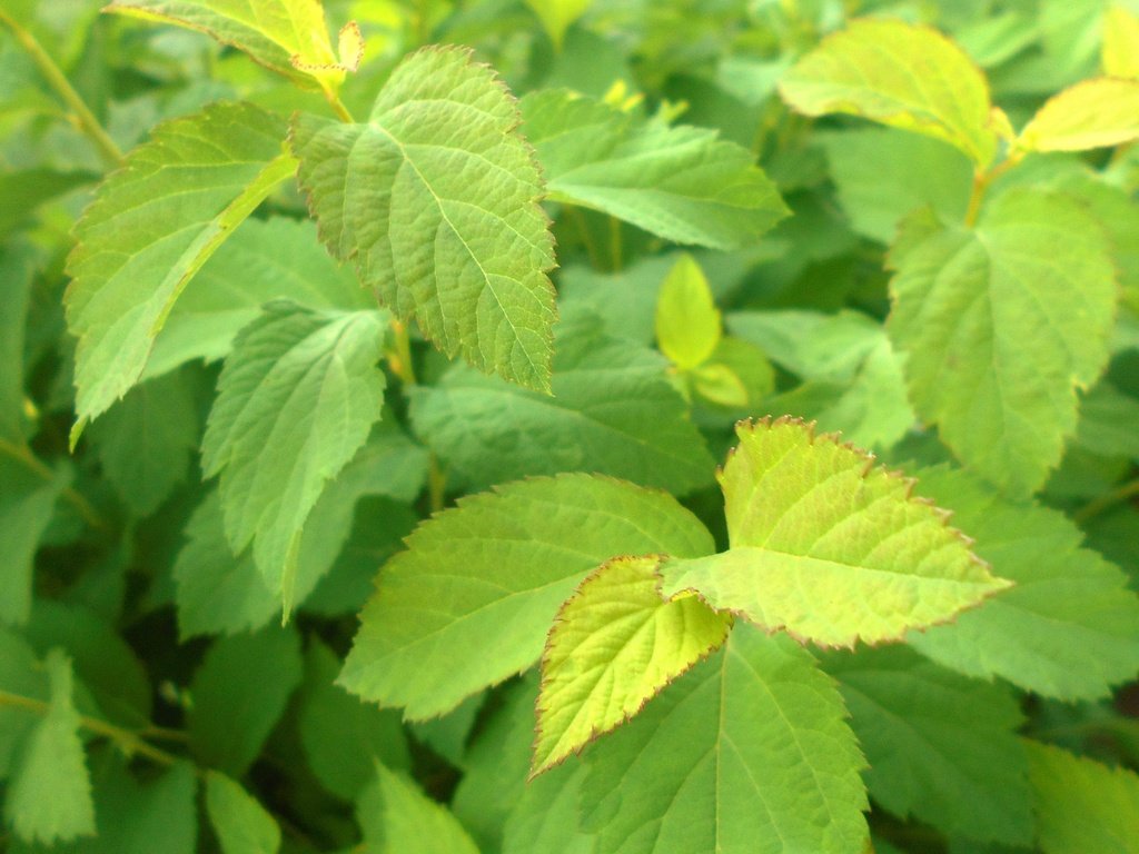 Обои листья, зеленые, куст, растение, листик, завод, грин, leaves, green, bush, plant, leaf разрешение 3840x2160 Загрузить