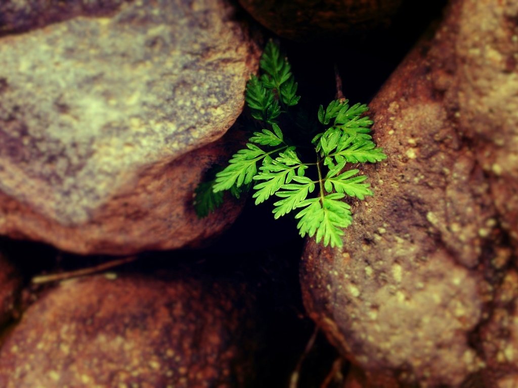 Обои природа, камни, растение, листики, nature, stones, plant, leaves разрешение 2560x1600 Загрузить