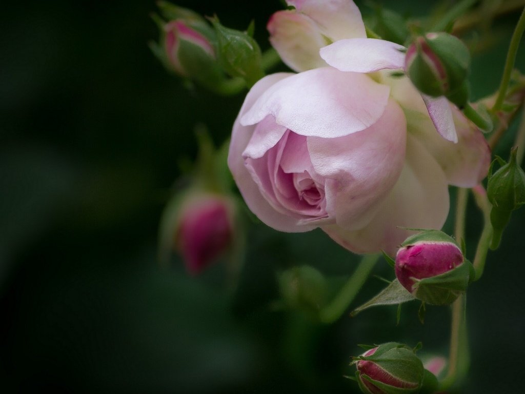 Обои цветы, бутоны, макро, розы, роза, лепестки, боке, flowers, buds, macro, roses, rose, petals, bokeh разрешение 1920x1536 Загрузить