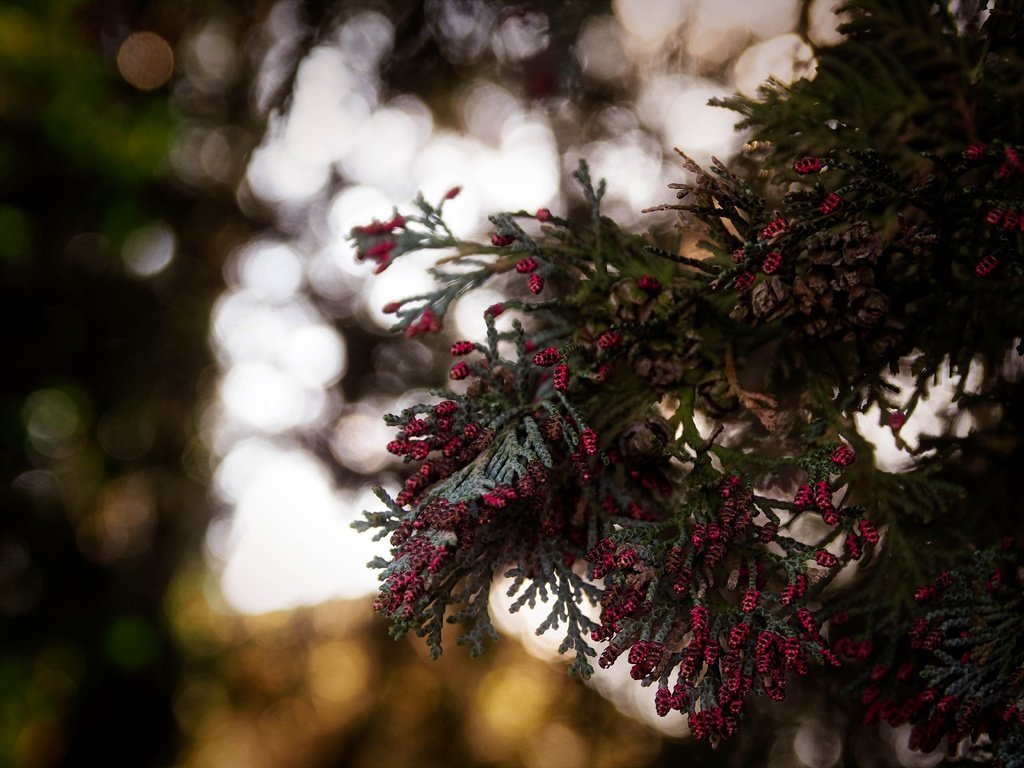 Обои ветки, шишки, дерева, ветвь, боке, с, красными, branches, bumps, wood, branch, bokeh, with, red разрешение 5184x3888 Загрузить