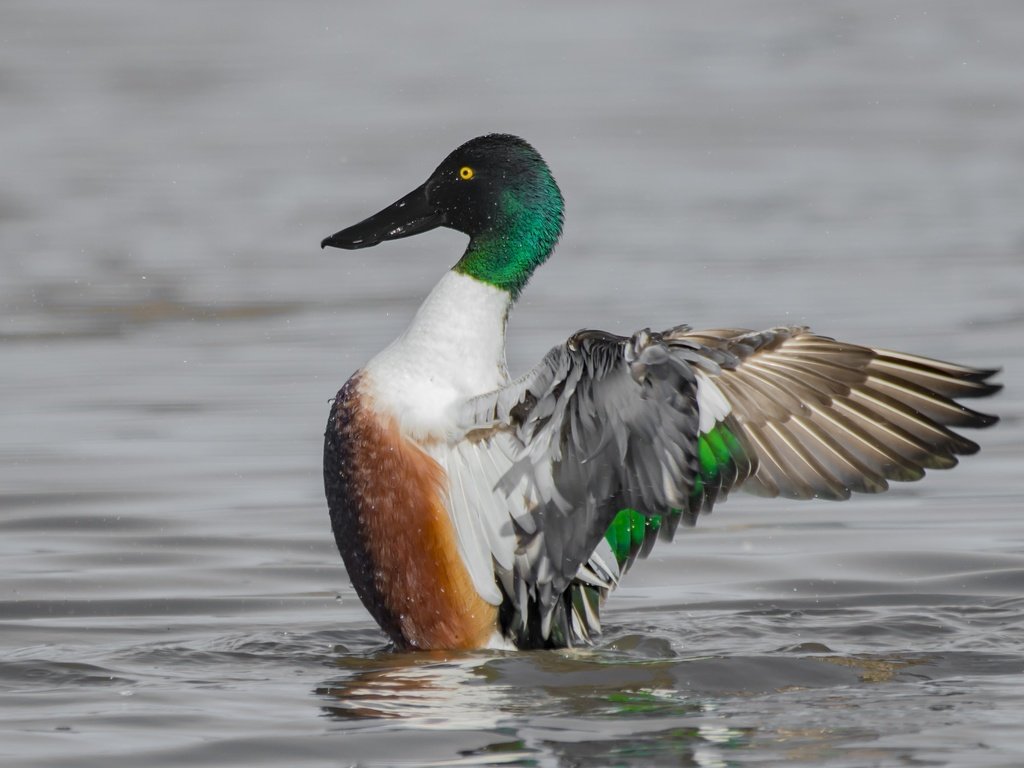 Обои вода, озеро, крылья, птица, клюв, перья, утка, water, lake, wings, bird, beak, feathers, duck разрешение 2048x1365 Загрузить