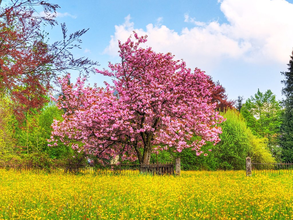 Обои небо, деревья, природа, цветение, поле, весна, вишневое дерево, the sky, trees, nature, flowering, field, spring, cherry tree разрешение 1920x1080 Загрузить