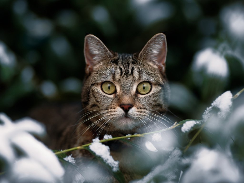 Обои зима, кот, кошка, взгляд, боке, winter, cat, look, bokeh разрешение 1920x1080 Загрузить