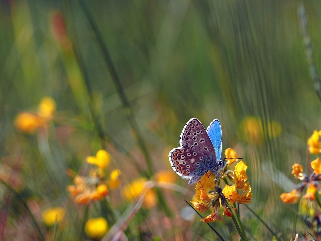 Обои цветы, насекомое, поле, бабочка, крылья, боке, голубянка, flowers, insect, field, butterfly, wings, bokeh, blue разрешение 2048x1152 Загрузить